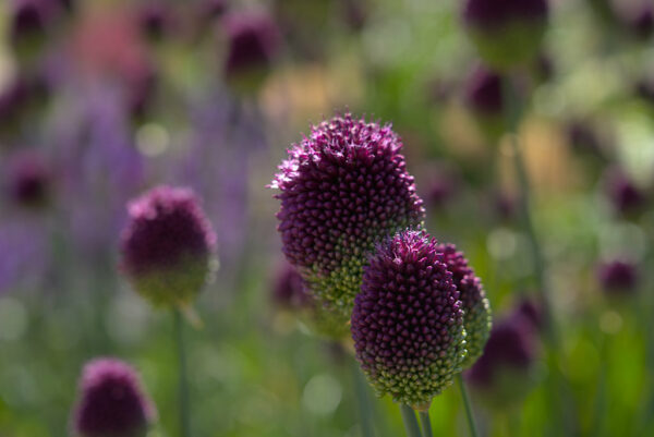 Ornamental Alliums