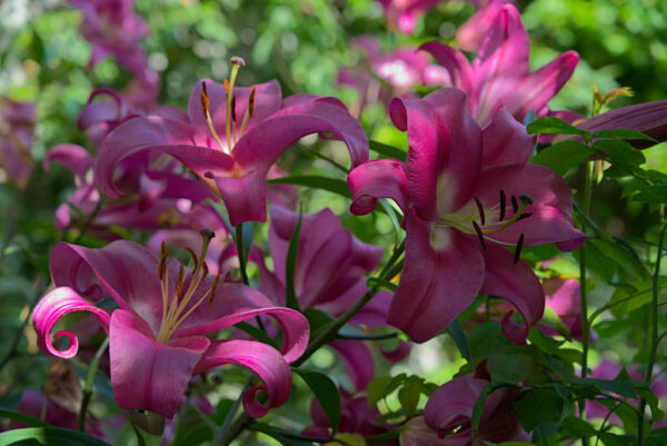 Purple lillies