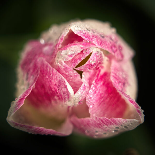 Pink Tulip after the rain