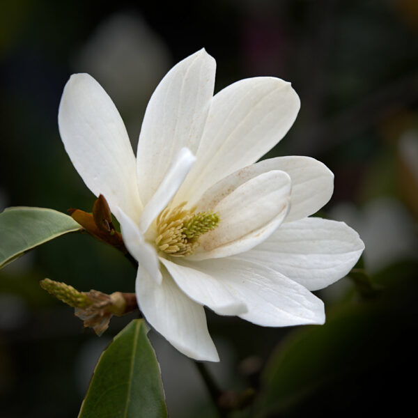 White Magnolia in bloom