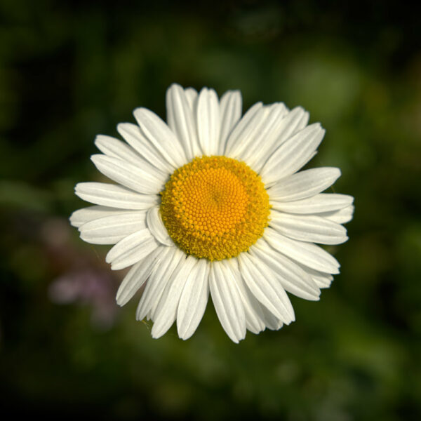 Oxeye Daisy