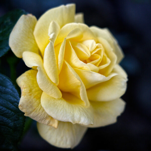 My Yellow Rose