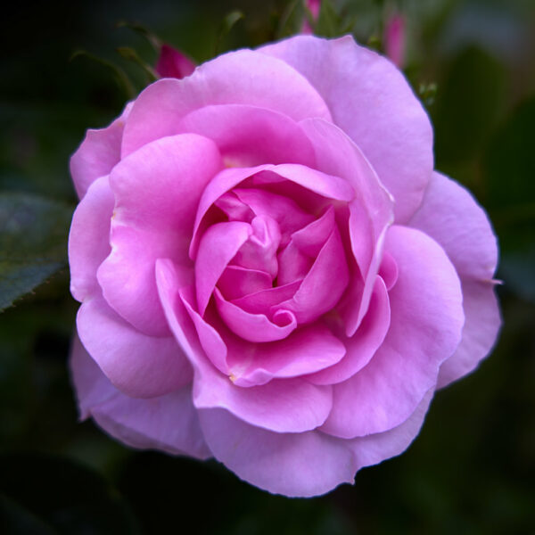 Pink Floribunda Rose