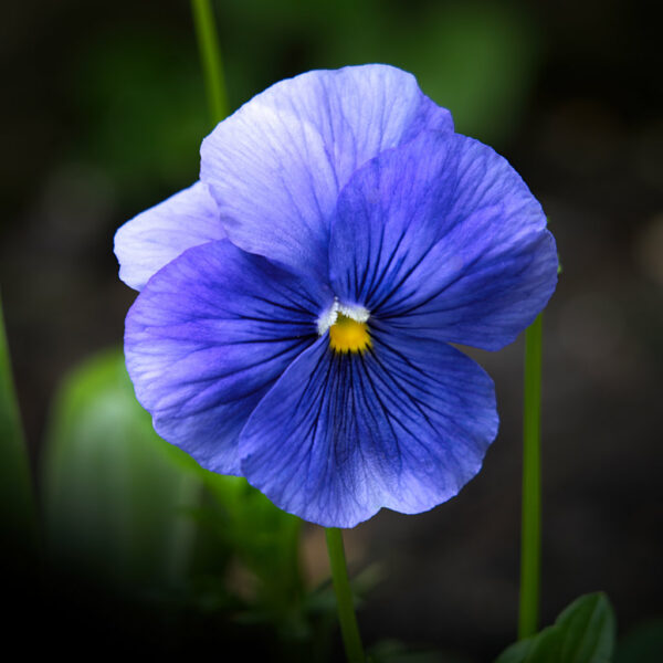 Blue Pansy