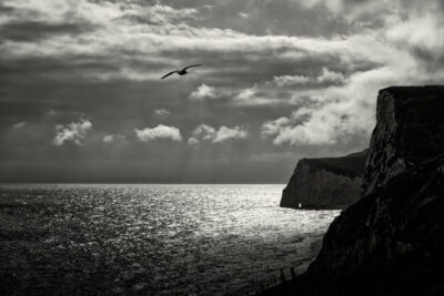 Seagull over Bats Head and Butter Rock