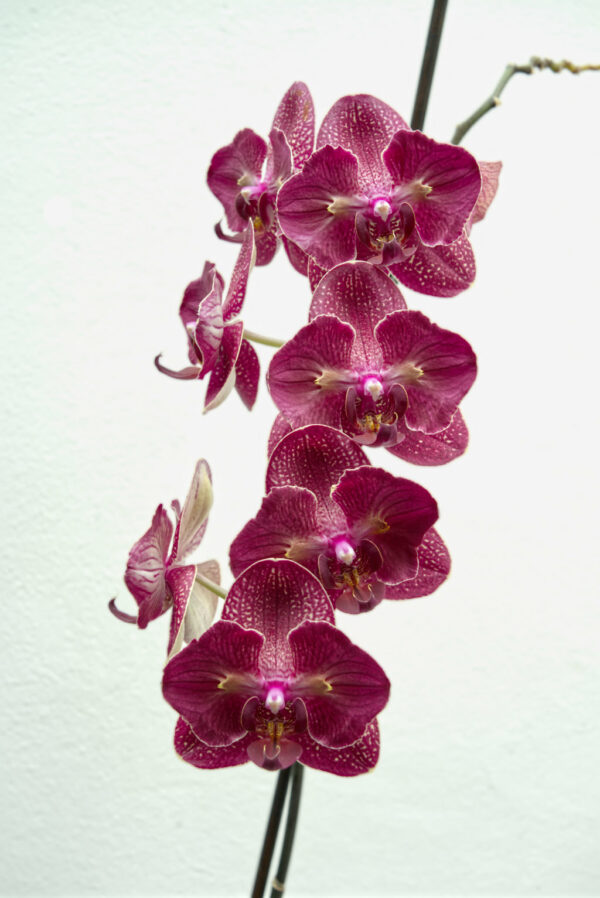 Phalaenopsis Orchid