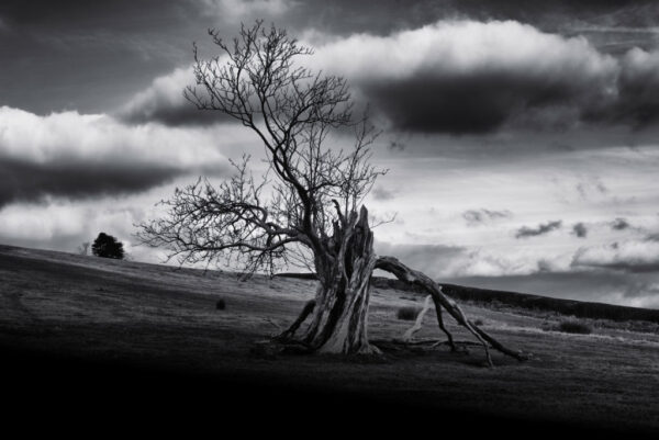 Lone tree near Mynydd Illtud Menhir