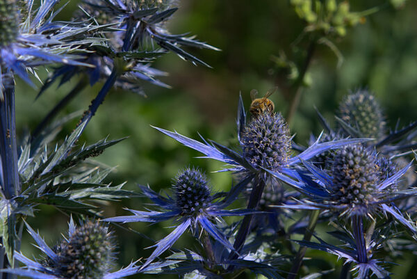 Eryngium with Bee