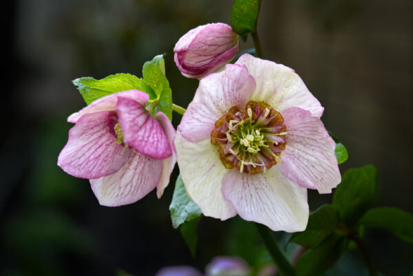 Hellebore (Christmas Rose)