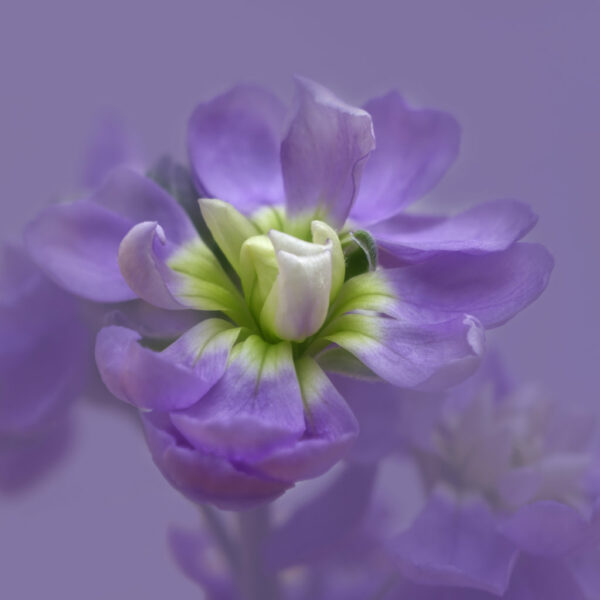Purple and Cream Stock