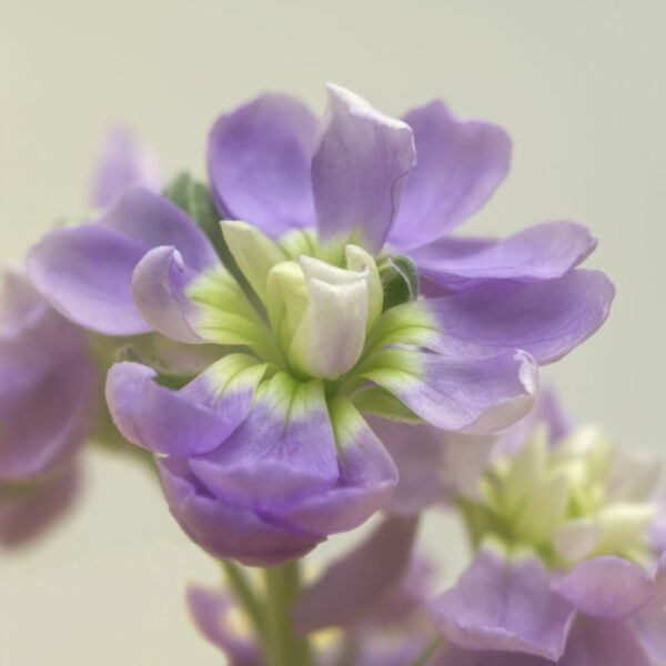 Purple and Cream Stock - cream background